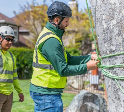 Crew members setting up ropes for a tree climbing operation, demonstrating expert tree care and safety procedures
