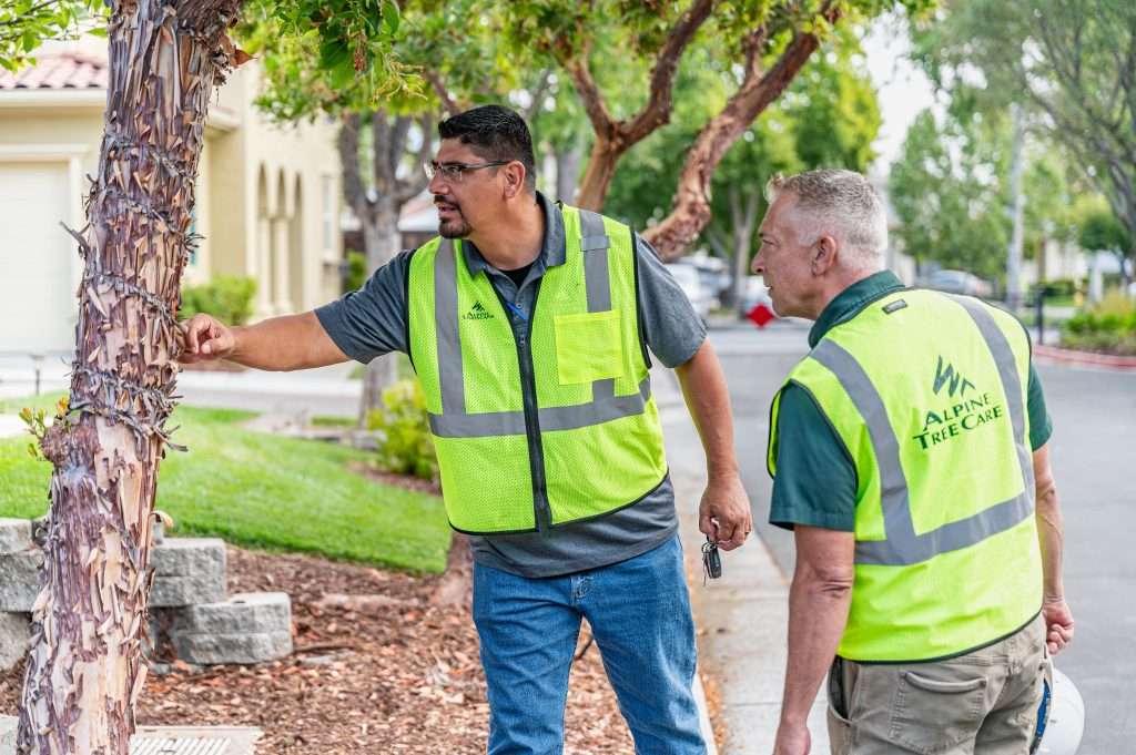 Two Alpine Tree Care arborists wearing high-visibility vests inspecting a tree in a residential area. One professional is pointing at the tree bark, assessing its condition.