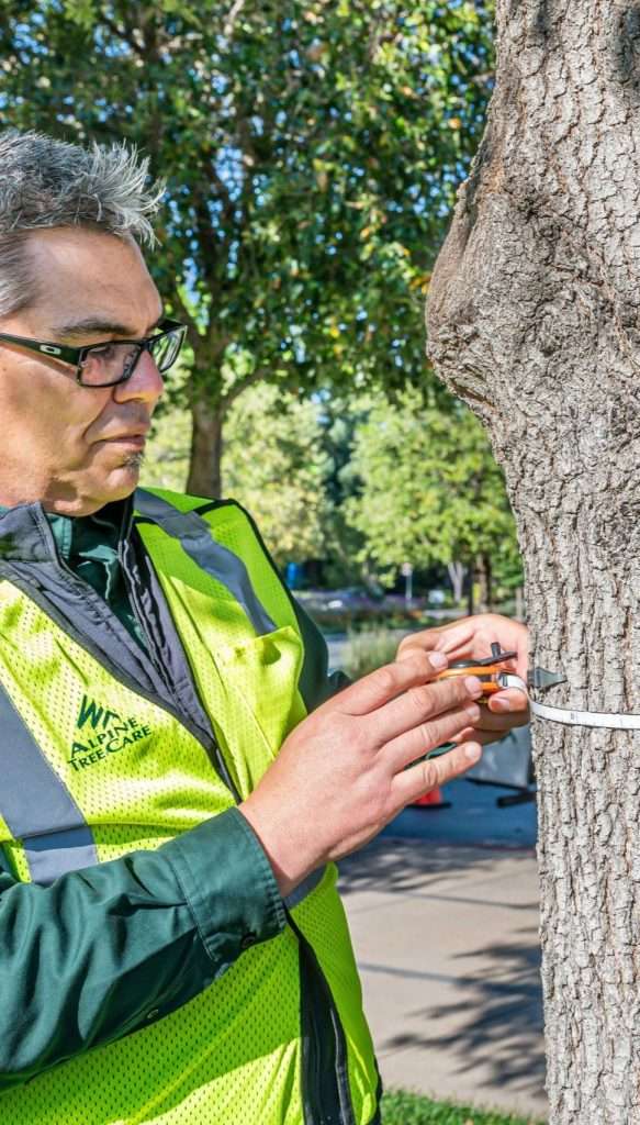 A certified tree professional from Alpine Tree Care measuring a tree's diameter using a diameter tape for health assessment. He wears a high-visibility vest and safety glasses while working in an urban green space.