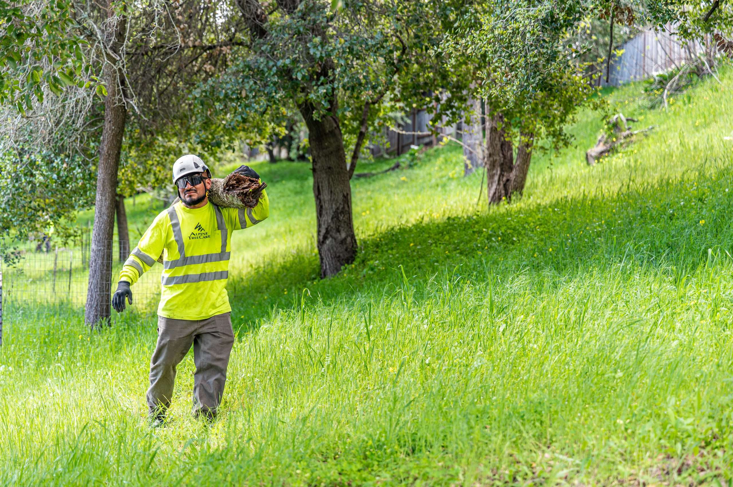 Tree Pruning Signs: Spot Problems Before It’s Too Late