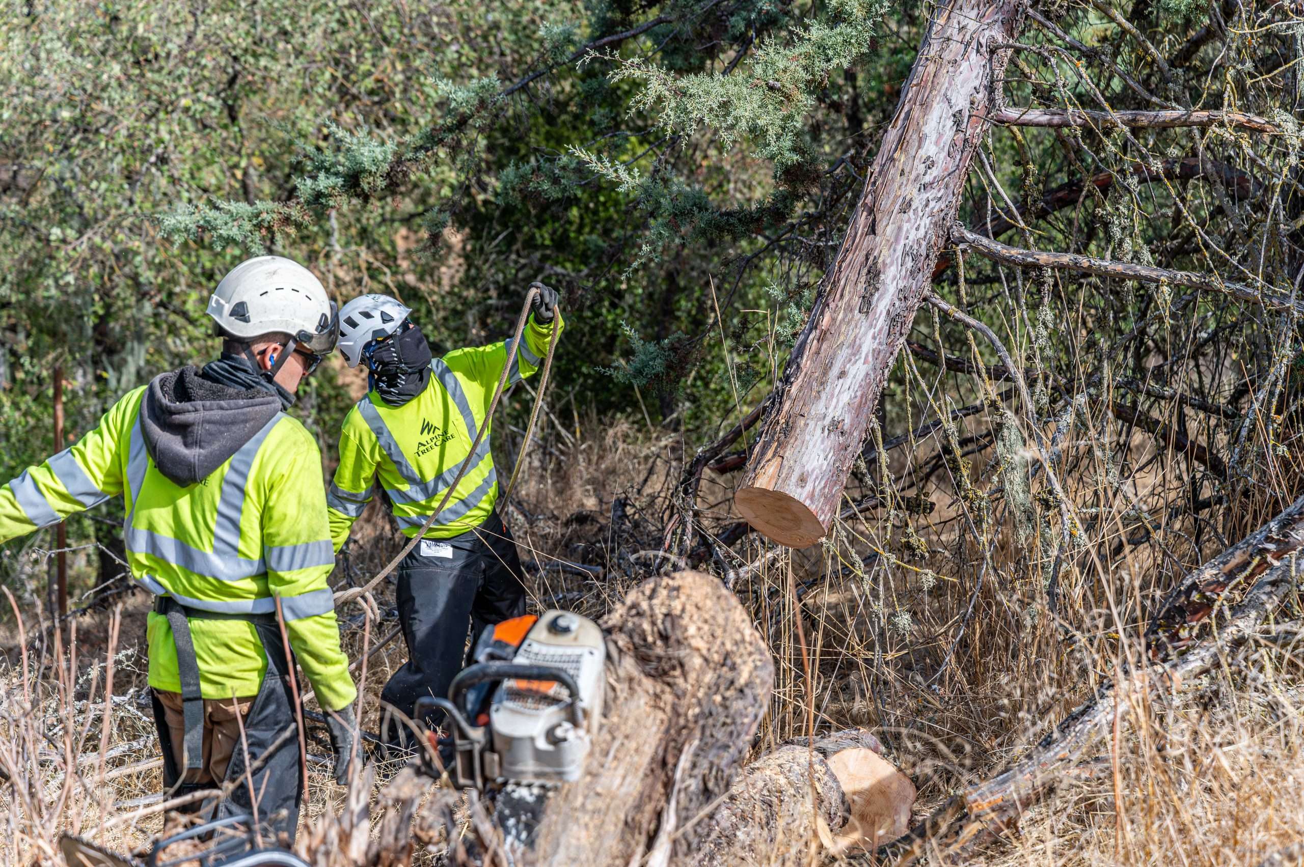 When Tree Removal Is Part of Tree Maintenance