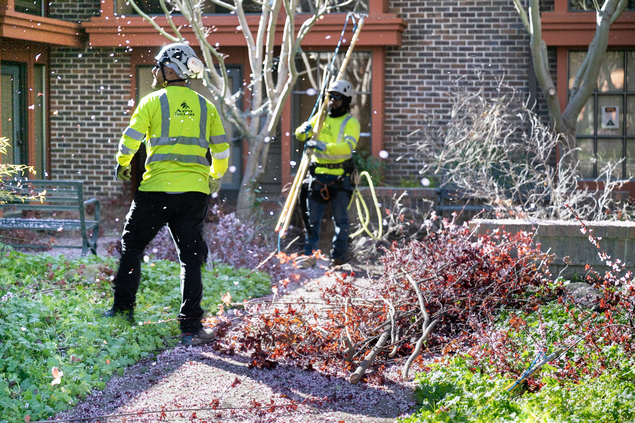 Tree Health Services for Safer, Healthier Properties