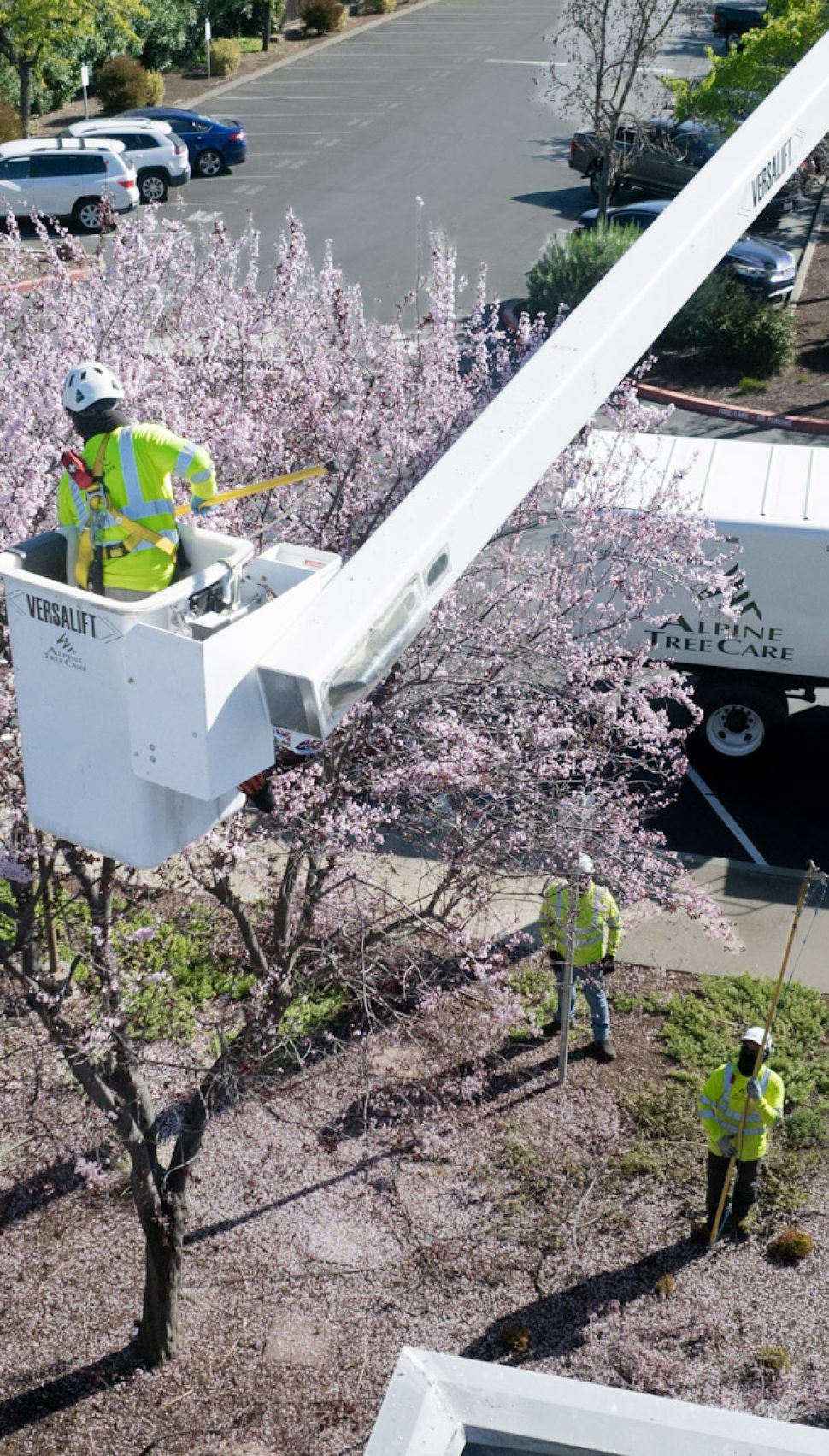 Alpine Tree Care crew trimming a flowering cherry plum tree using a Versalift bucket truck at Gilroy Medical Park